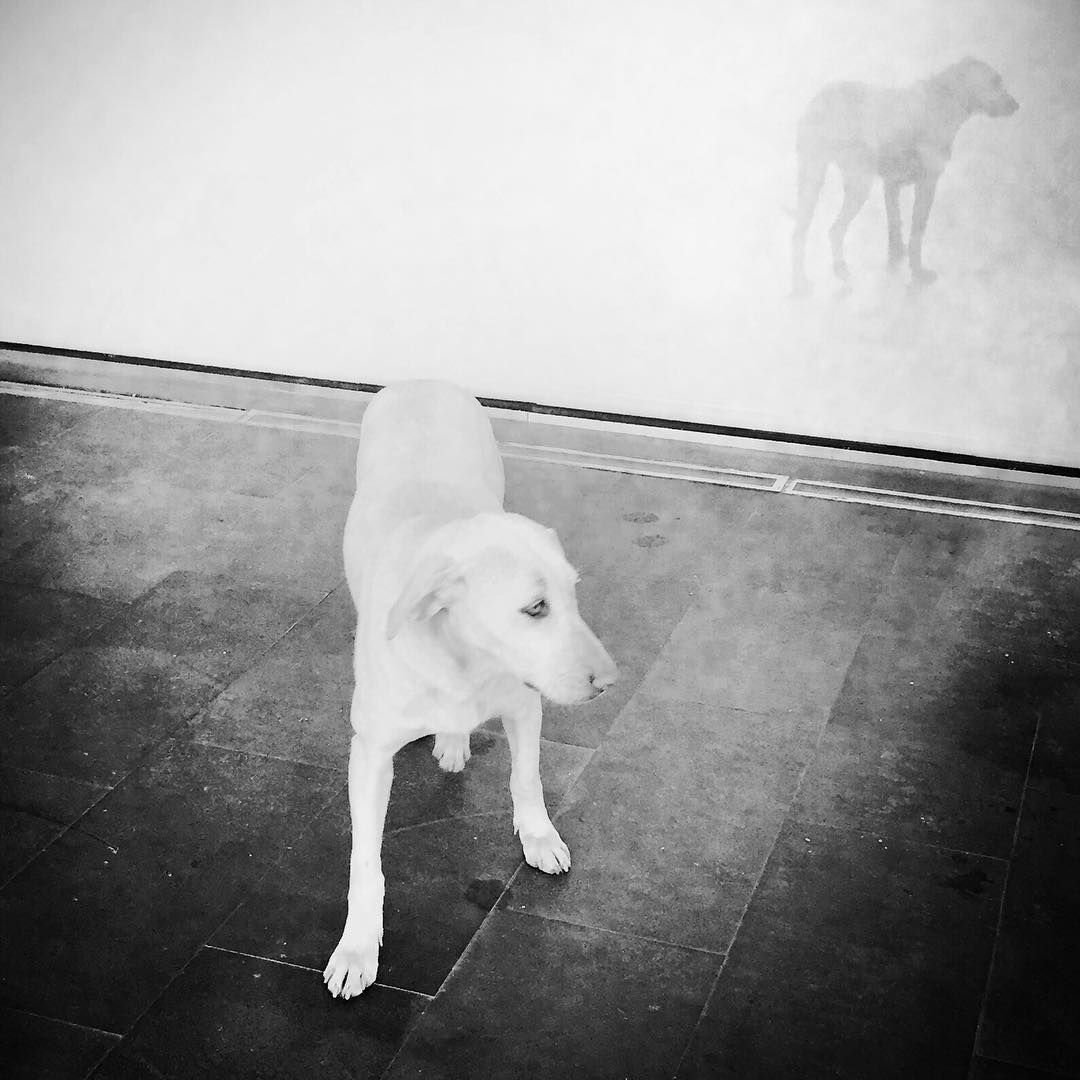 Лабрадор Инстаграм