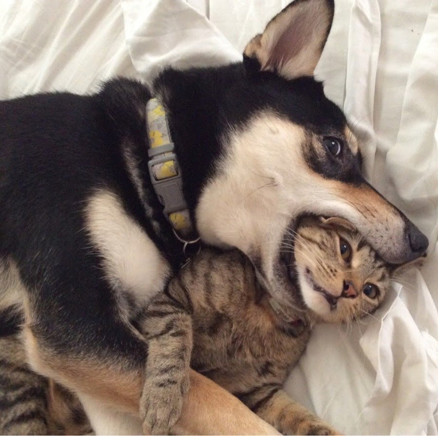 Собаки обнимаются