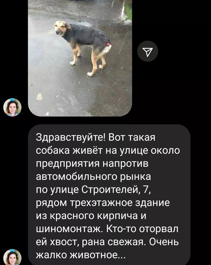 Собаки породы Сармат