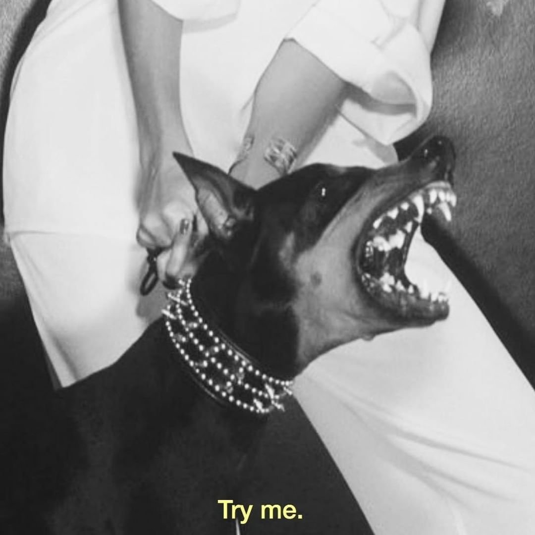 Доберман Эстетика злой