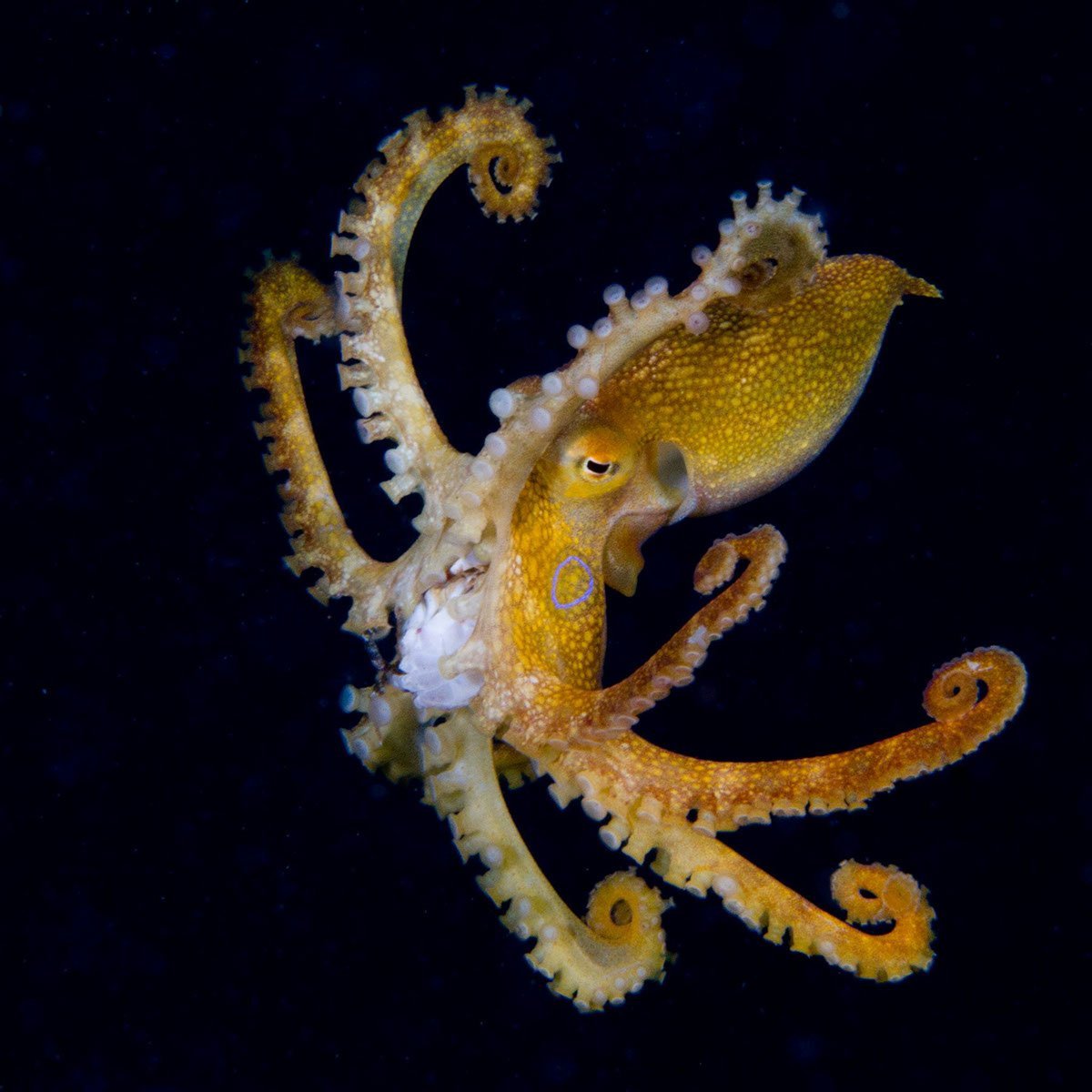 Морской конек