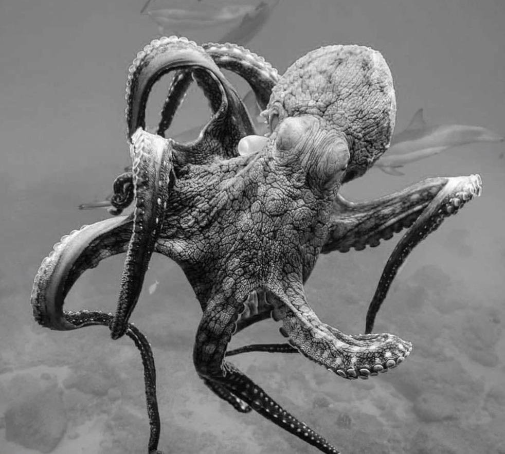 Гигантский осьминог убийца Кракен