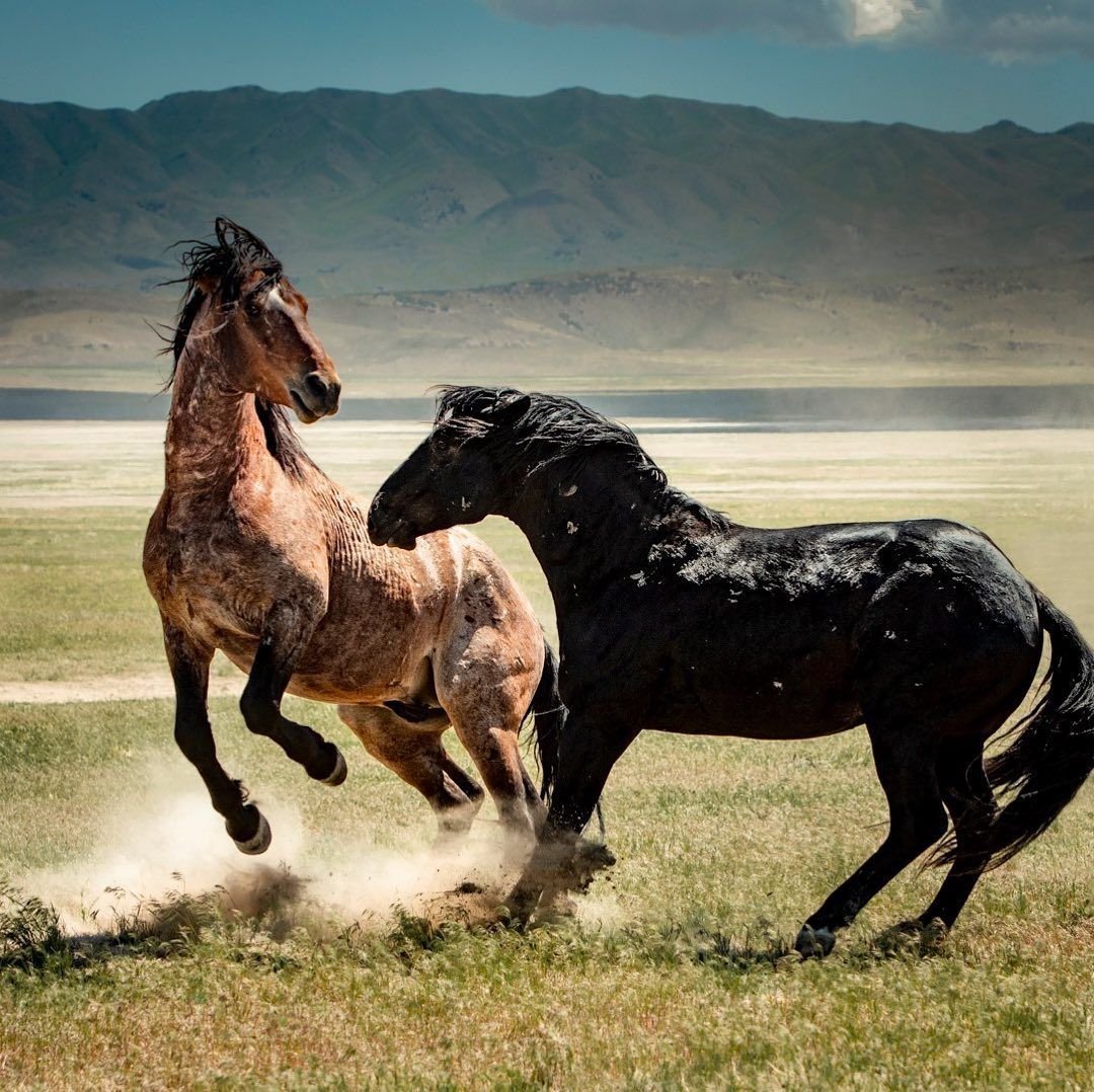 Мустанг лошадь Дикая порода