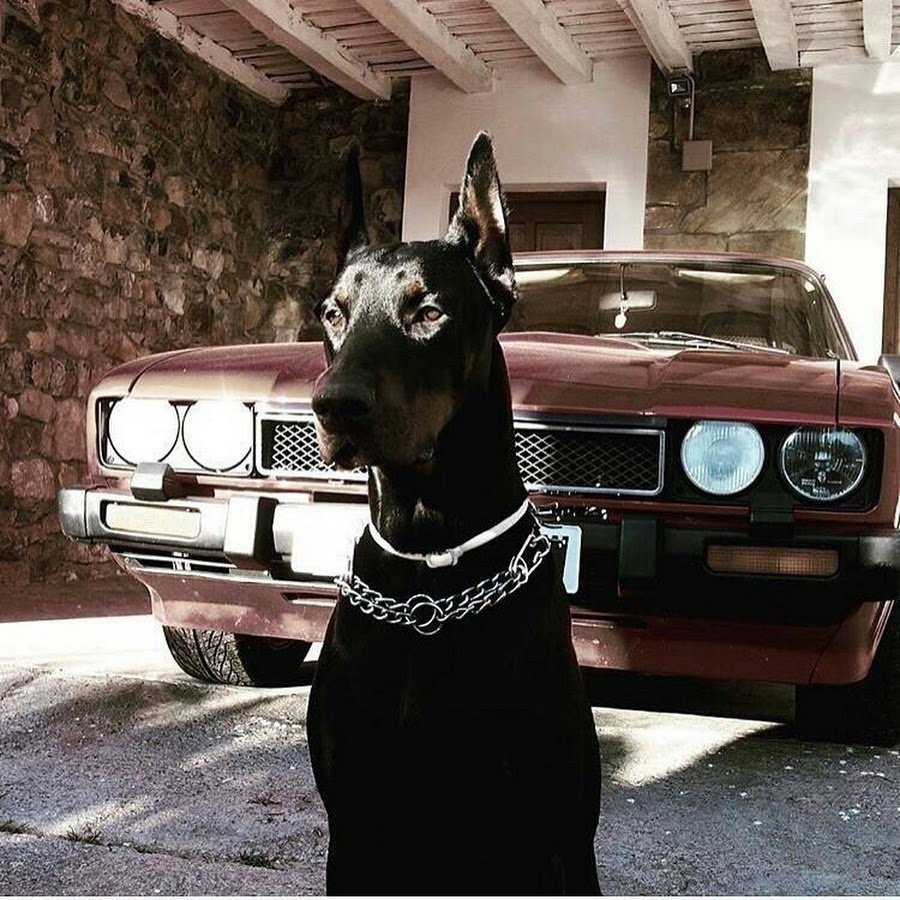 Доберман х5 BMW