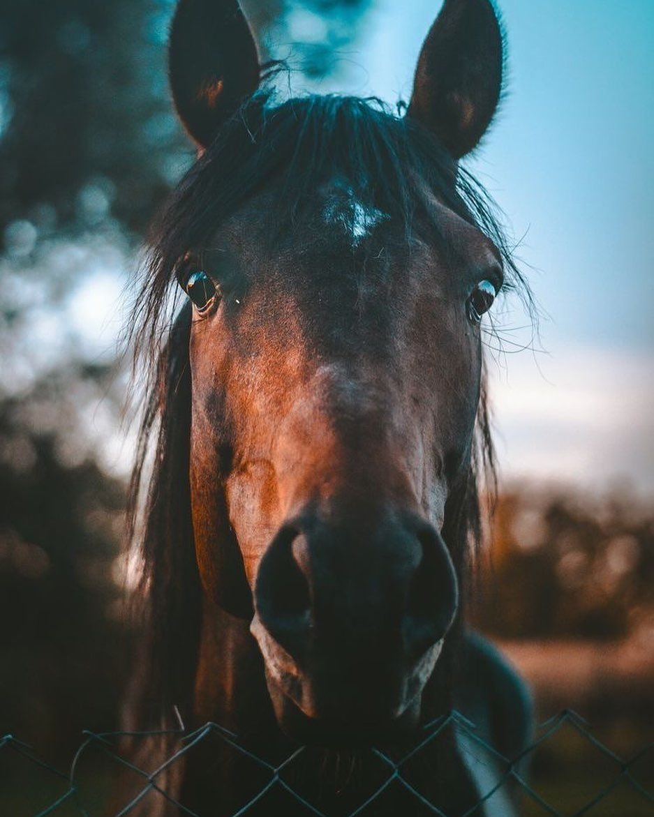 Красивый конь