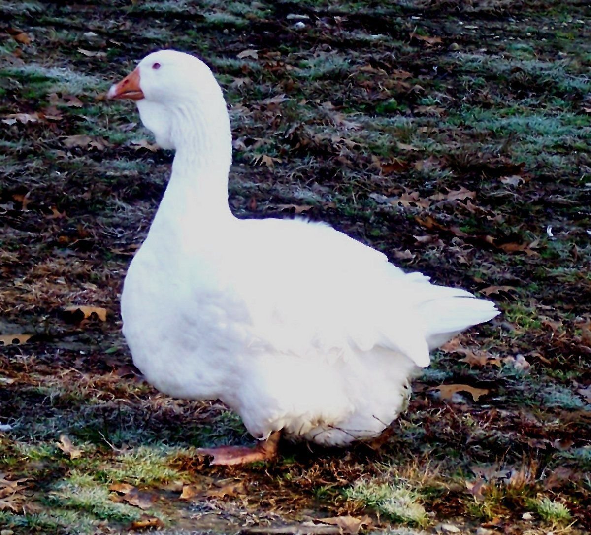 Белые Тулузские гуси