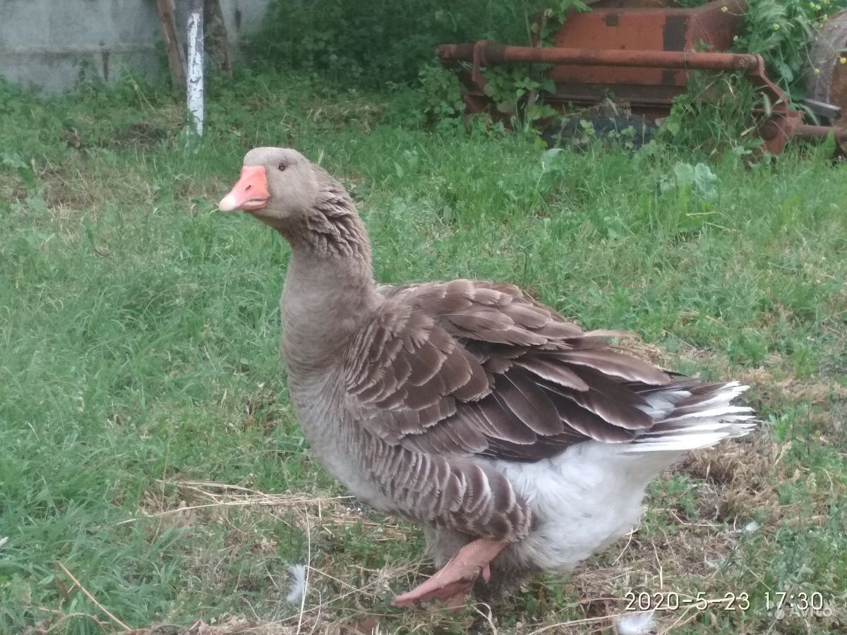 Кучербаевский гуси