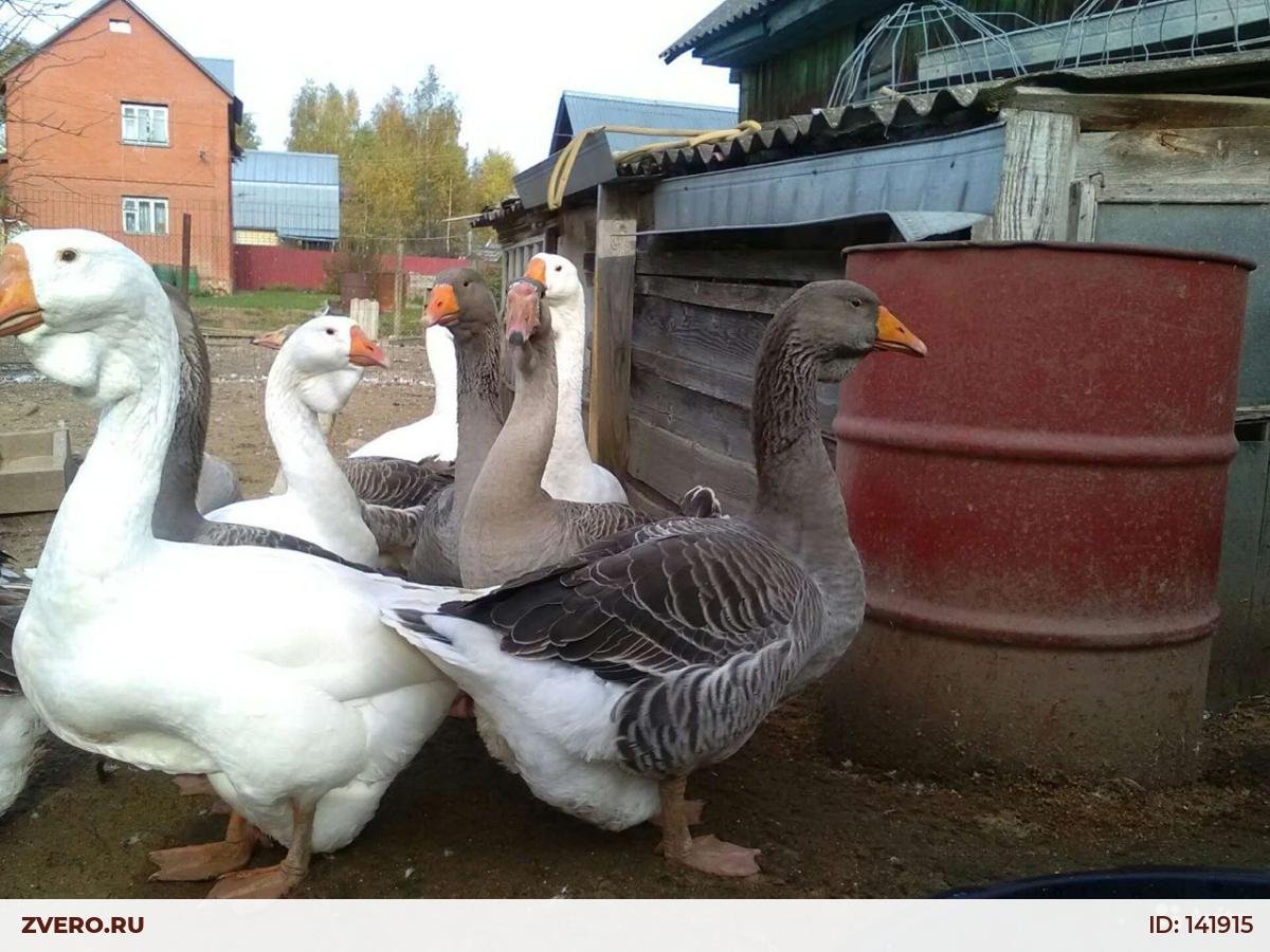 Тулузские гуси и Холмогоры