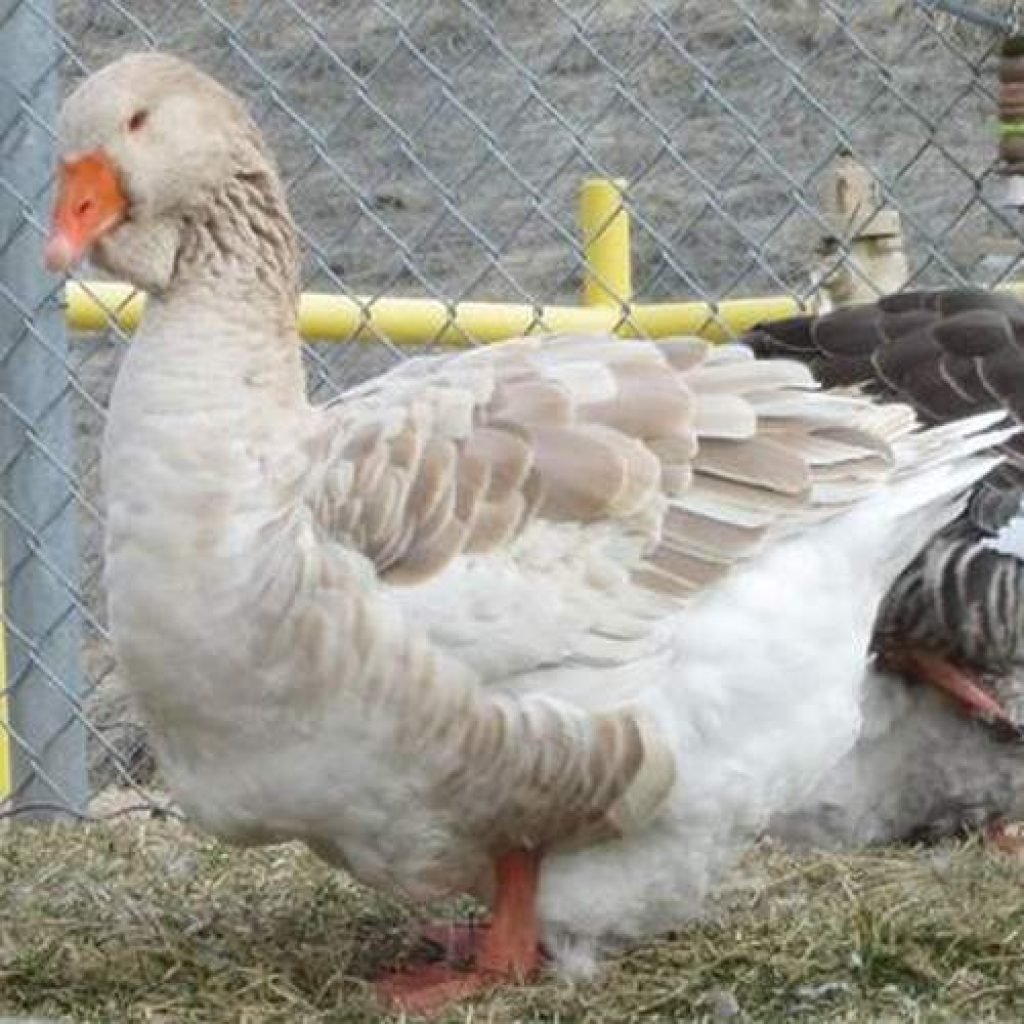 Породы гусей Тулузские гуси