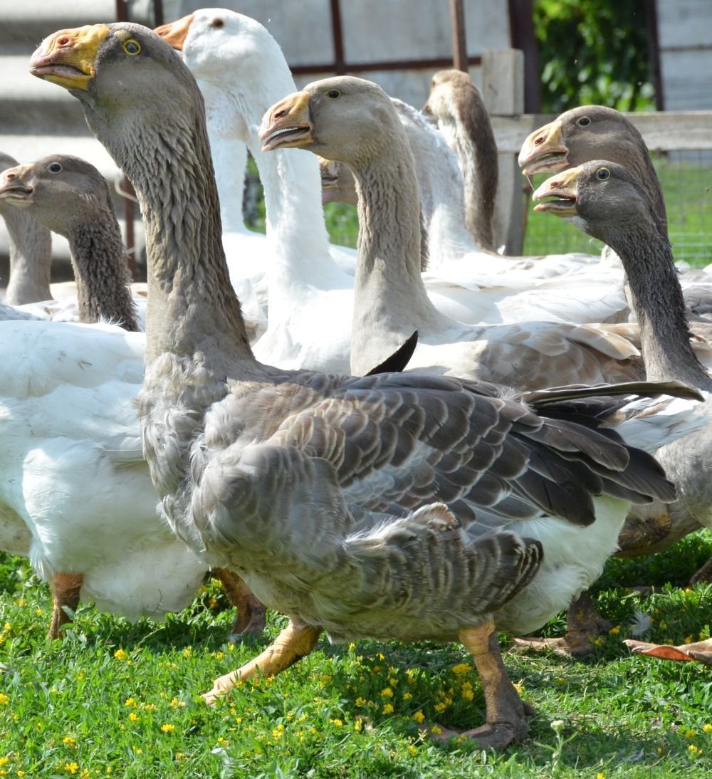 Гуси Кучербаевский породы