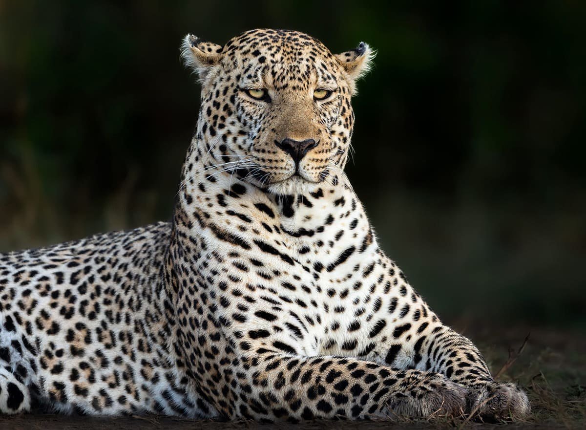 Леопард красавец