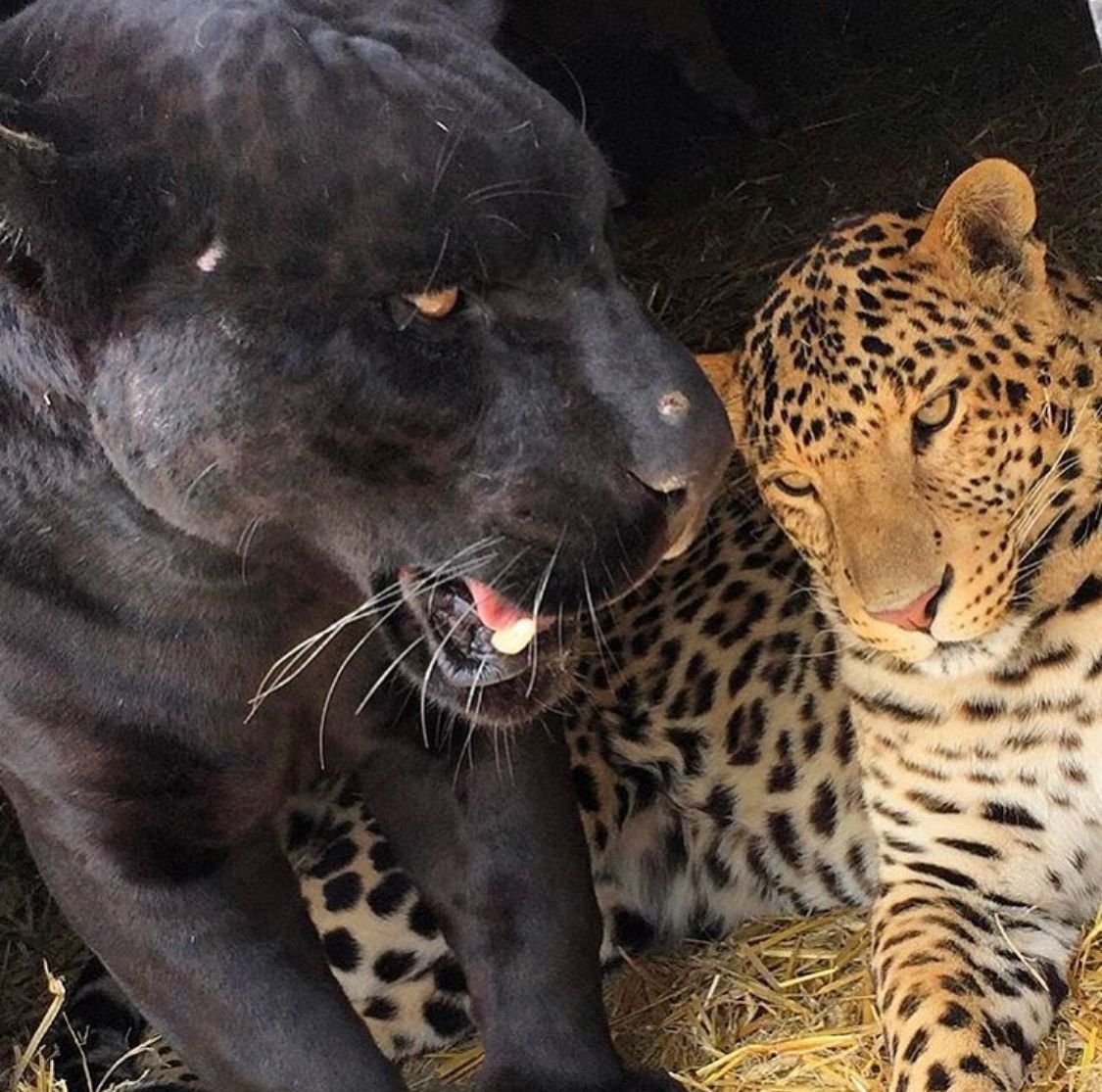 Яглев гибрид ягуара и Льва