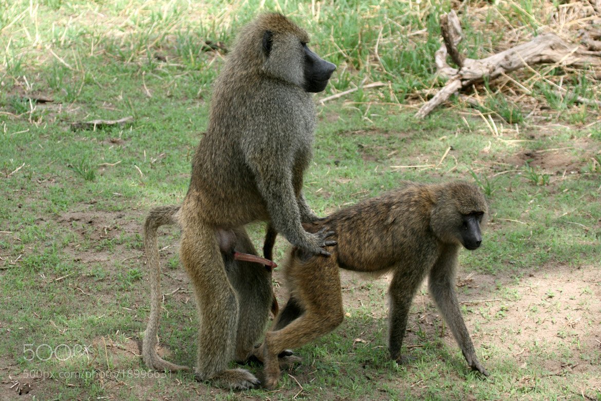 Обезьяны спариваются