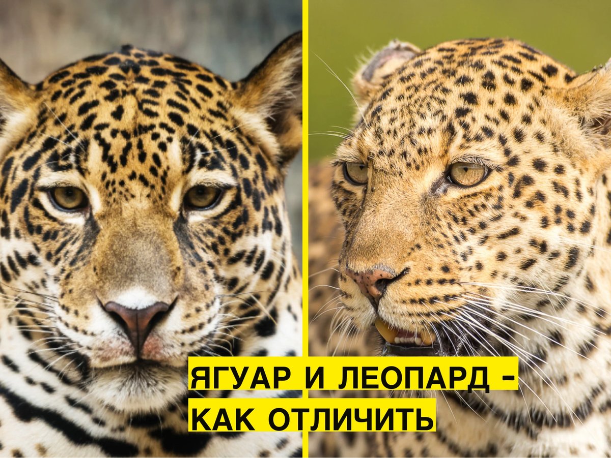 Чем отличается Ягуар от леопарда