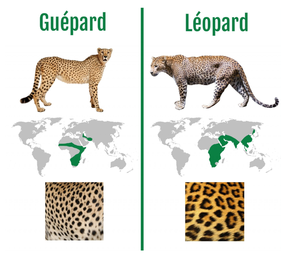 Гепард леопард Ягуар