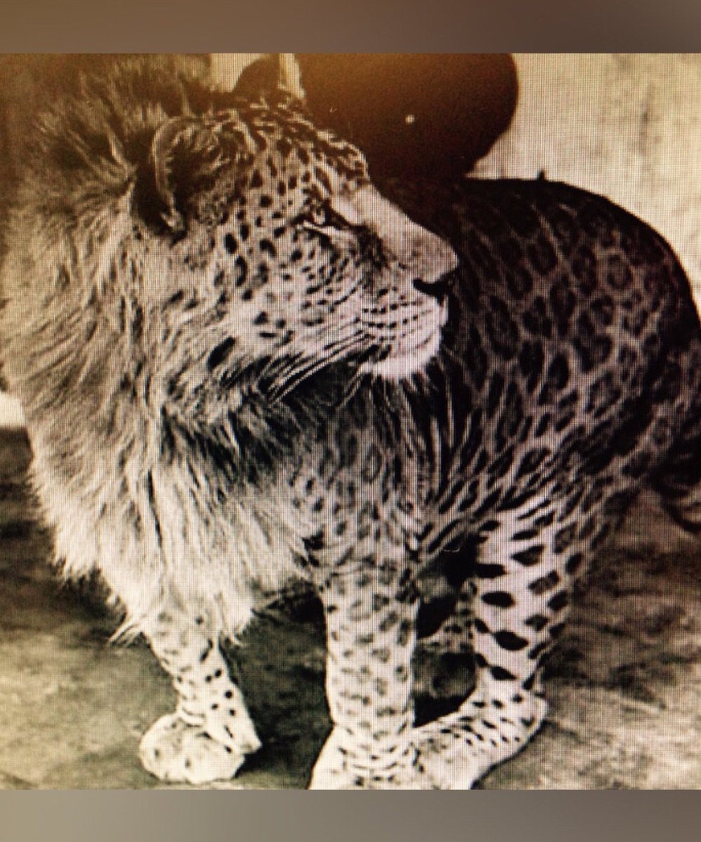 Леопон гибрид