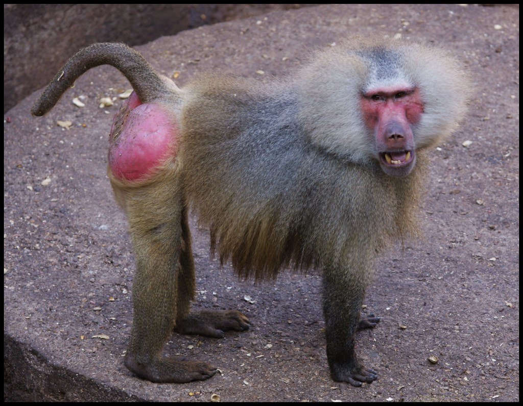 Бабуин и шимпанзе