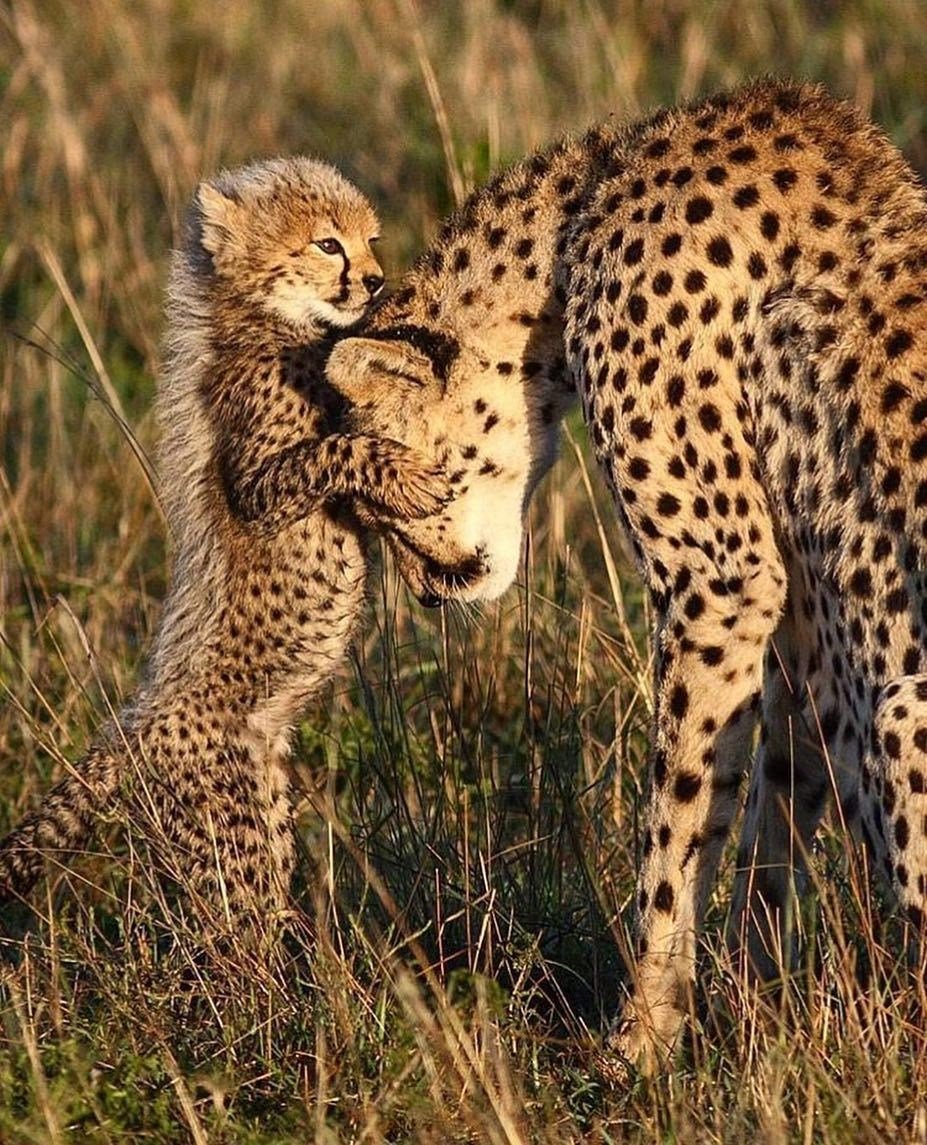 Гепард леопард Ягуар