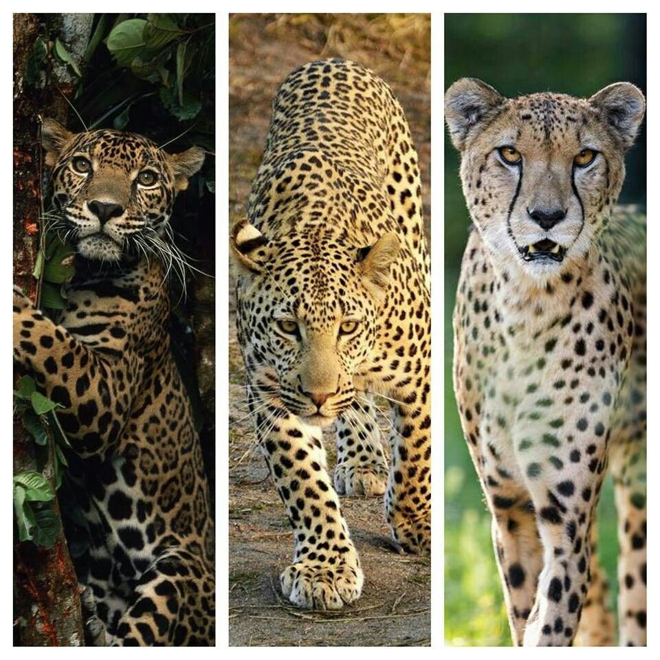 Гепард леопард Ягуар