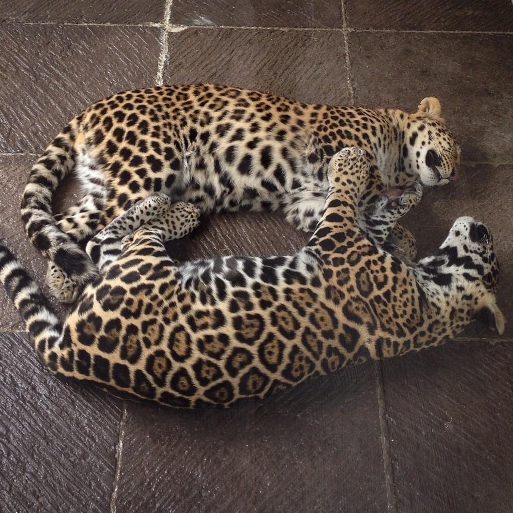Гепард леопард Ягуар