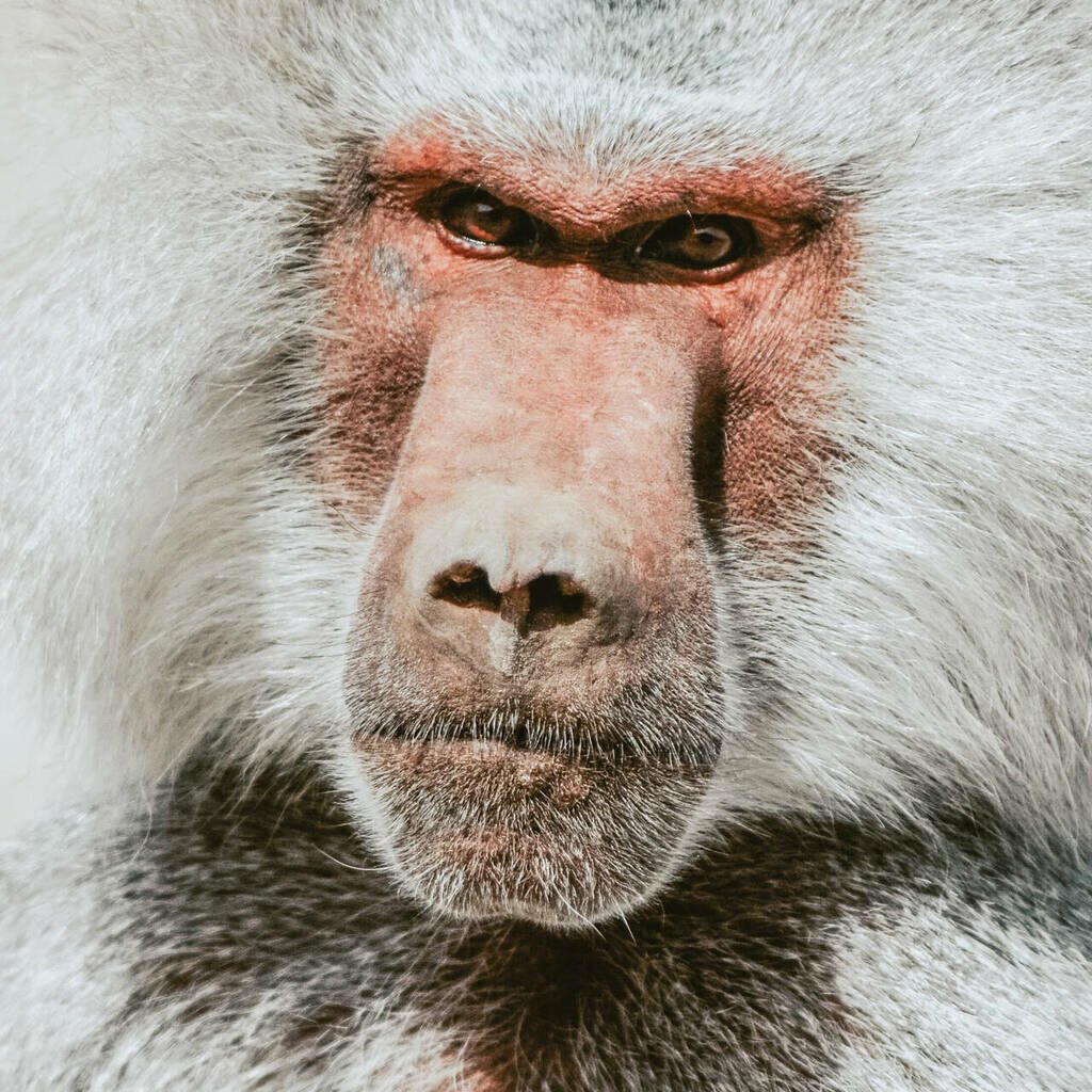 Самый большой Бабуин в мире