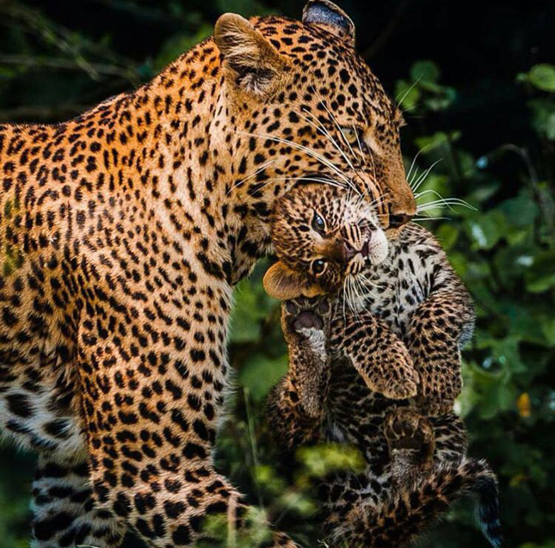 Гепард леопард Ягуар