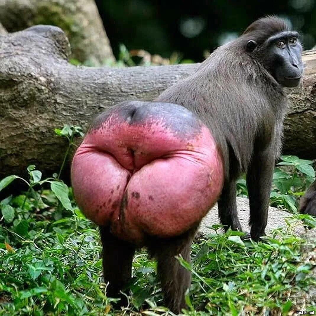 Обезьянка с красной попой