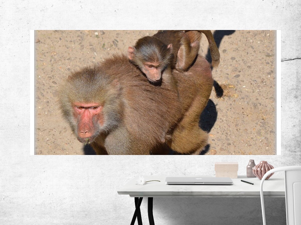 Самка обезьяны