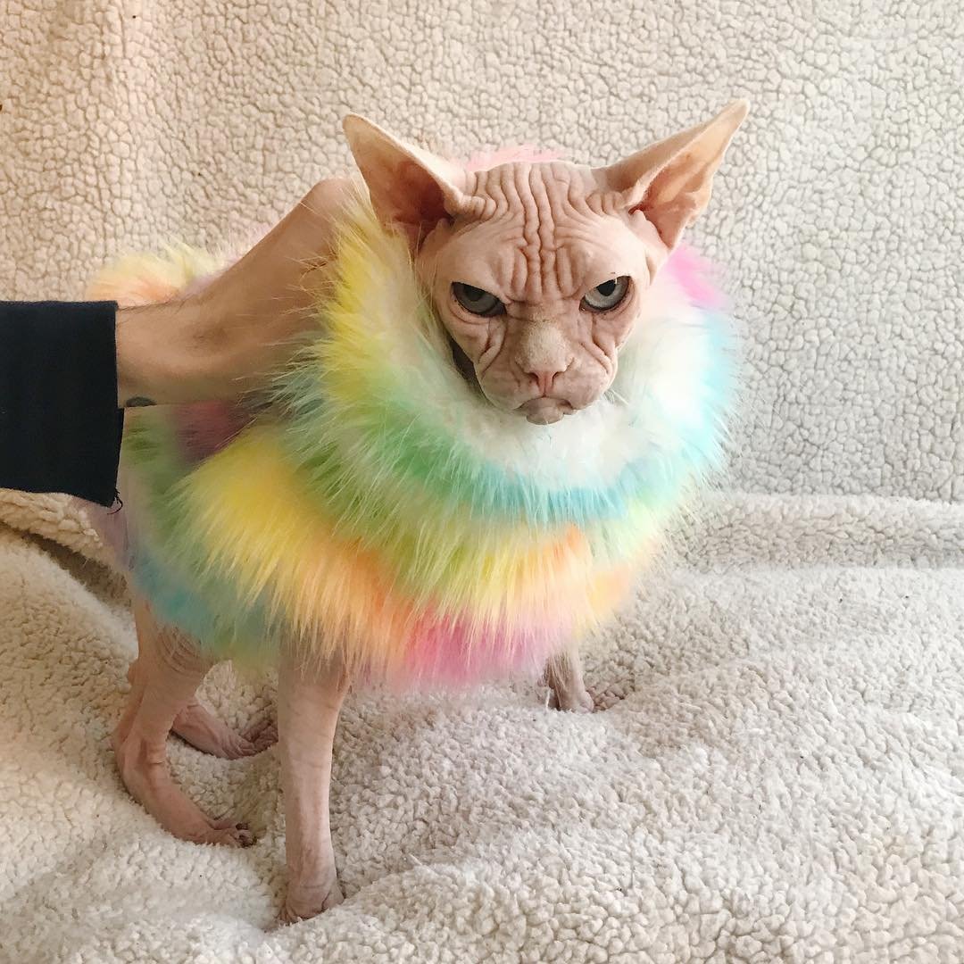 Кот Локки сфинкс