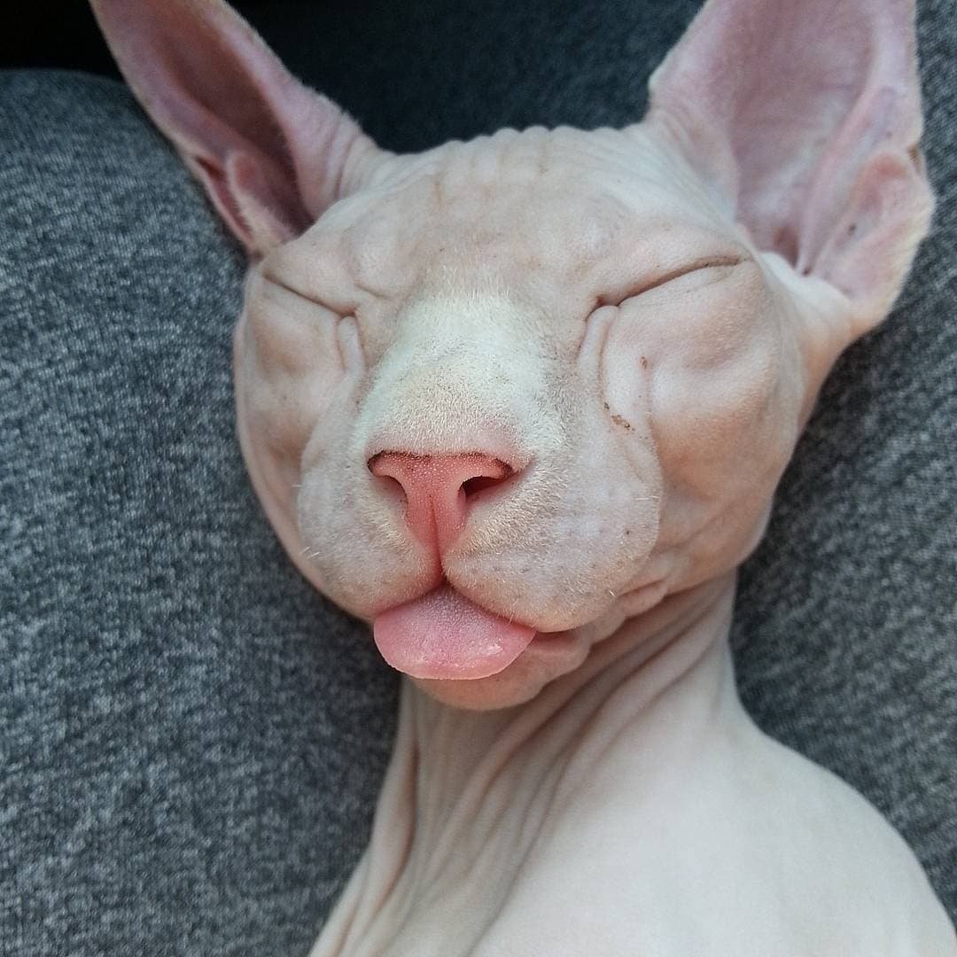 Лысый кот сфинкс