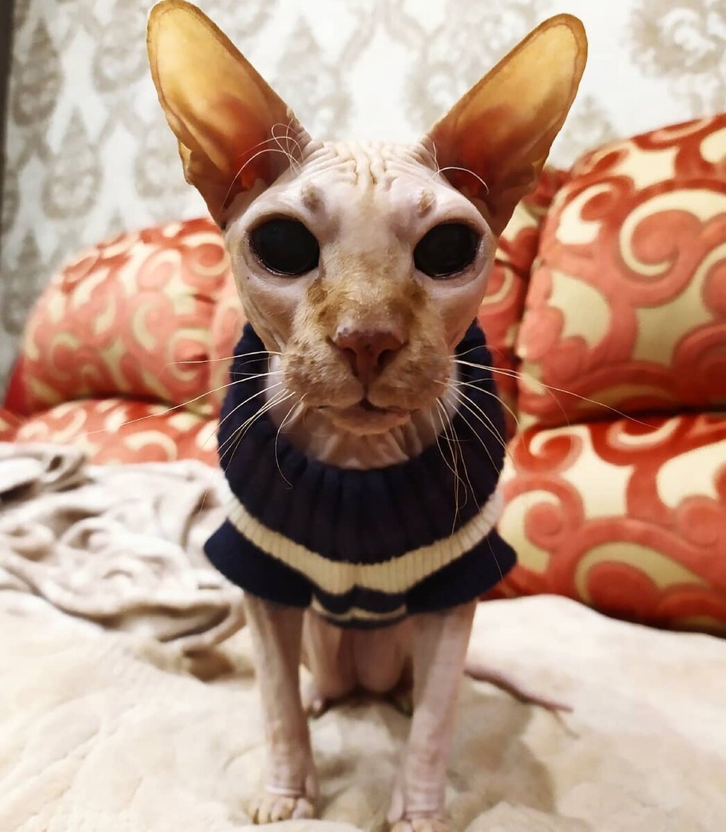 Сфинкс кот прикол