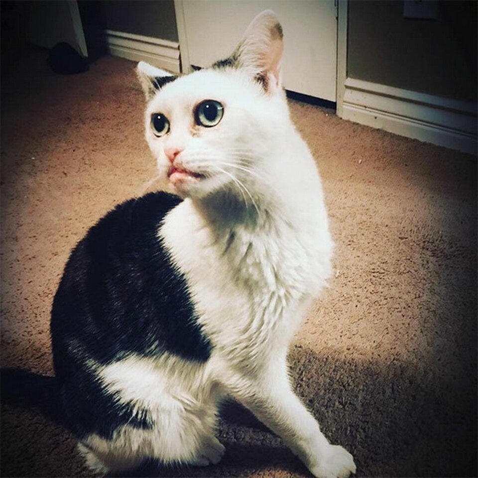 Самые необычные кошки