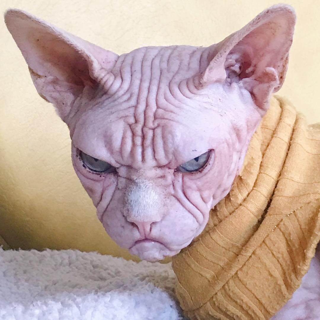 Сфинкс (порода кошек)