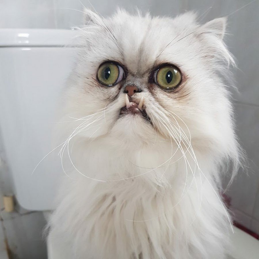 Кот Персидская шиншилла Вилфред