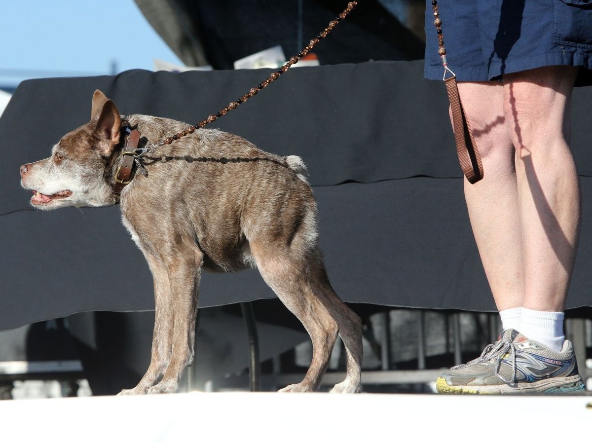 Сутулая овчарка Квазимодо