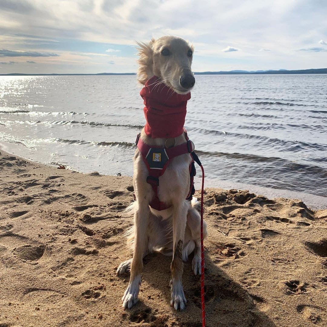 Клео порода собак