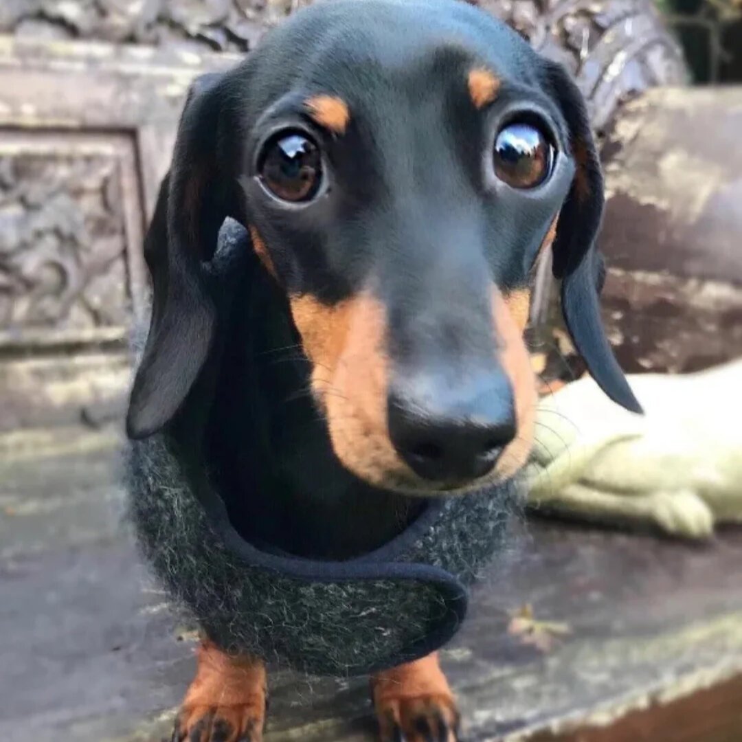 Такса собака короткошерстная