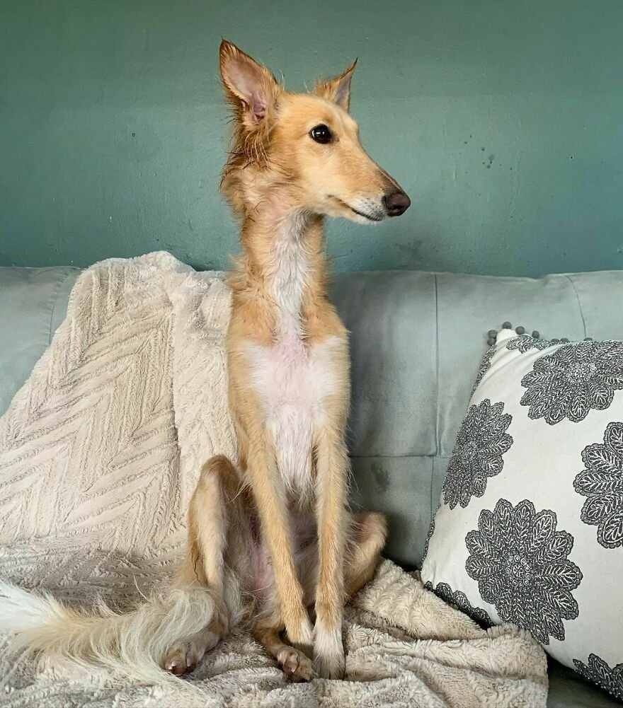 Шелковистый виндхаунд со стоячими ушами