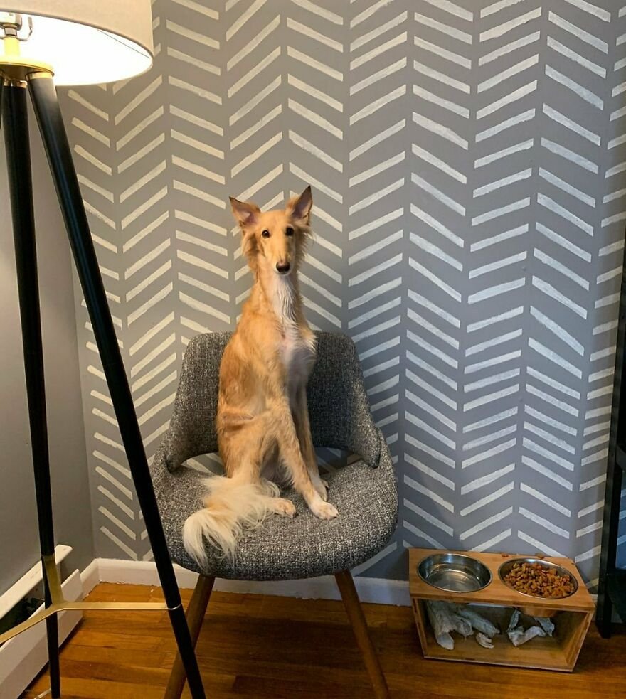 Собак Клео Алессии Каро