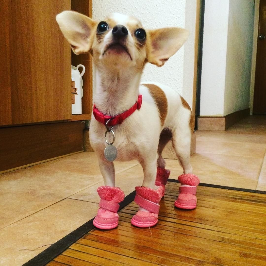 Обувь для собак