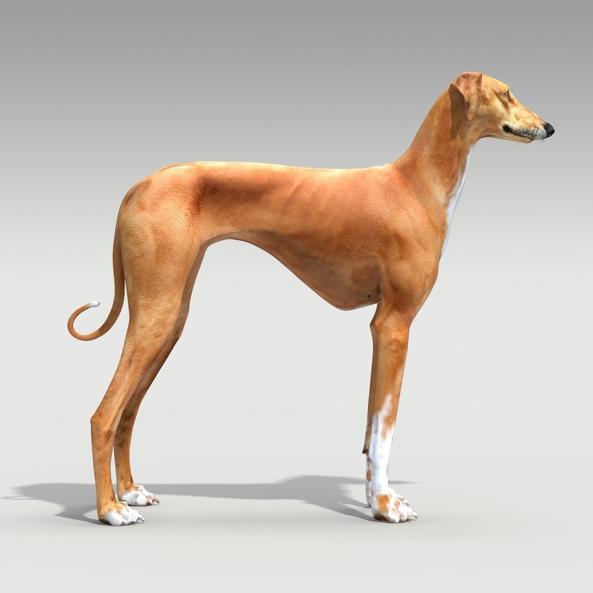 Азавак Левретка черная