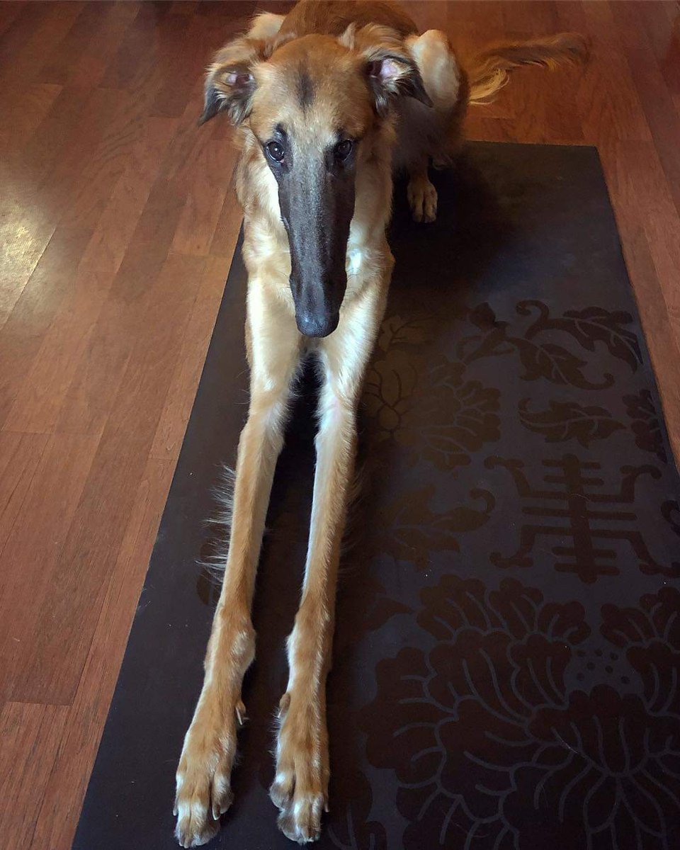 Худая собака