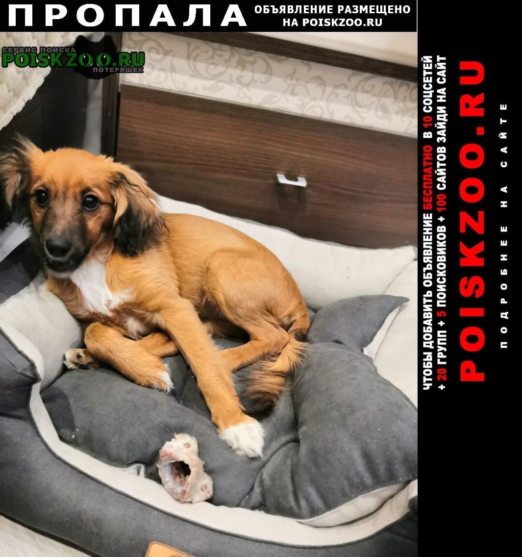 Рыжая пропала прикол