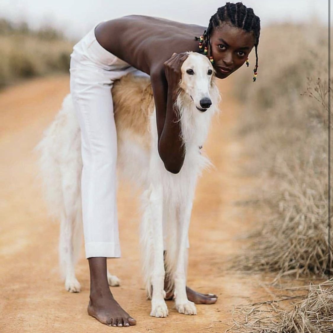 Салюки и Левретка