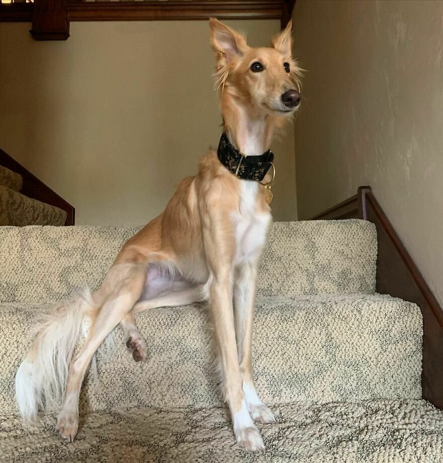 Silken Windhound порода