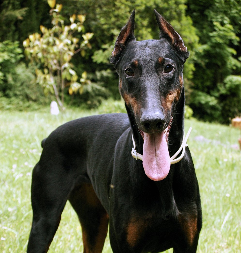 Доберман гончая
