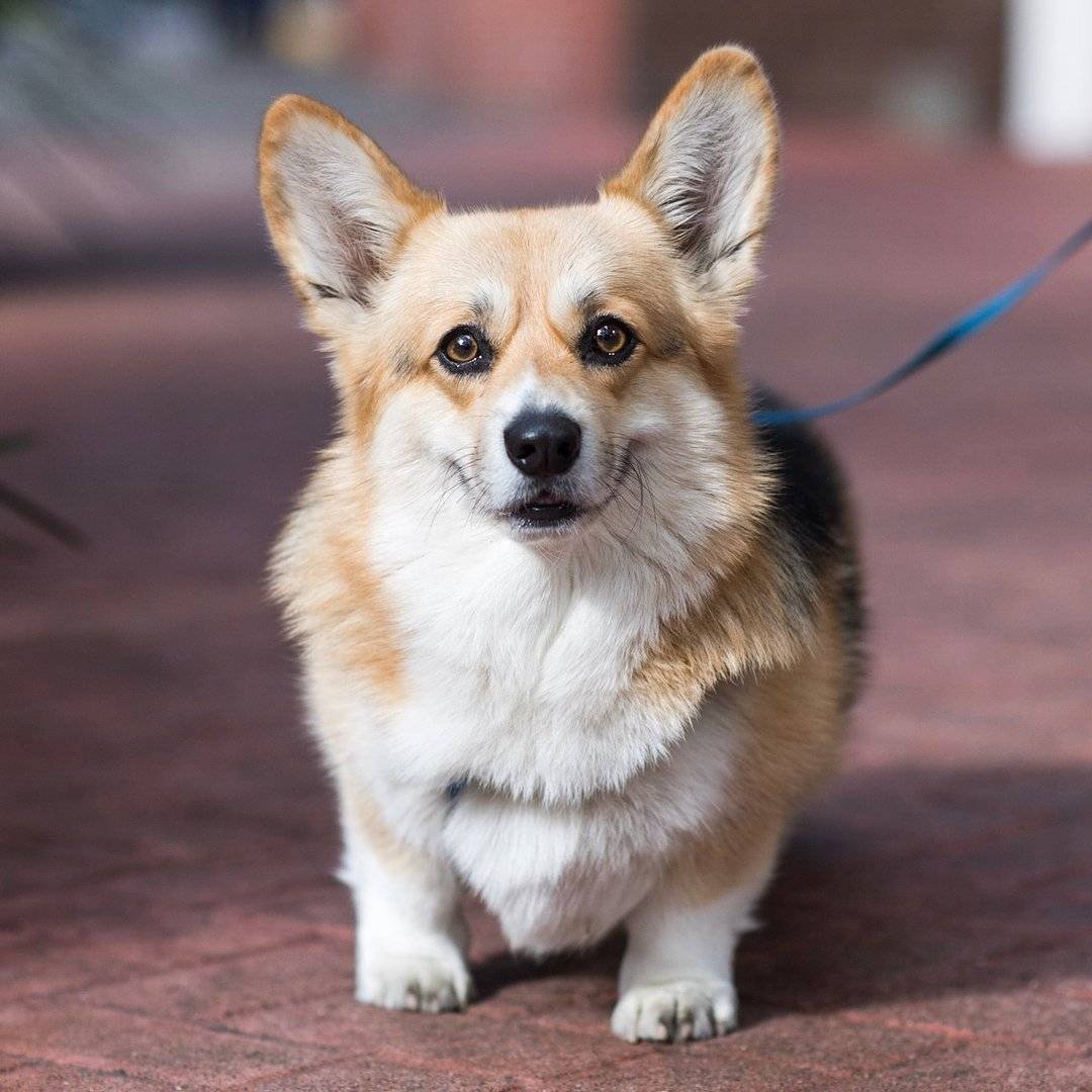 Корги пемброк