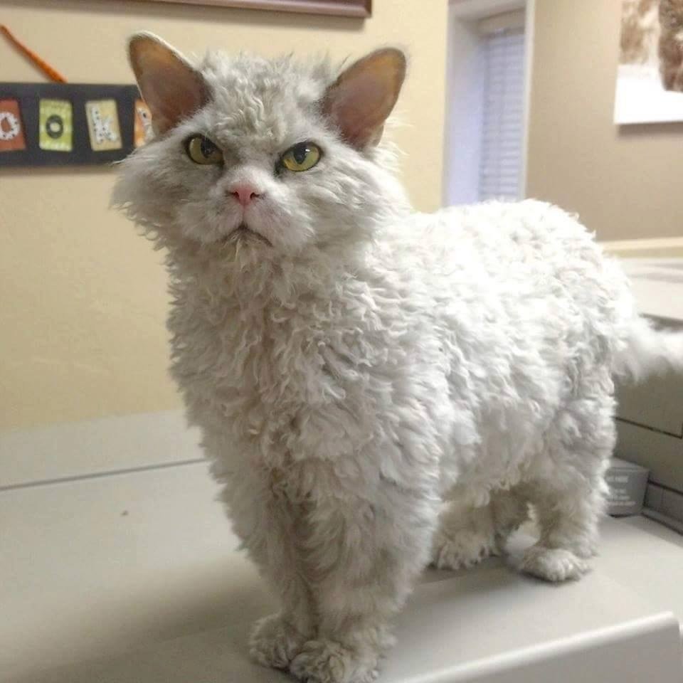 Селкирк рекс Альберт