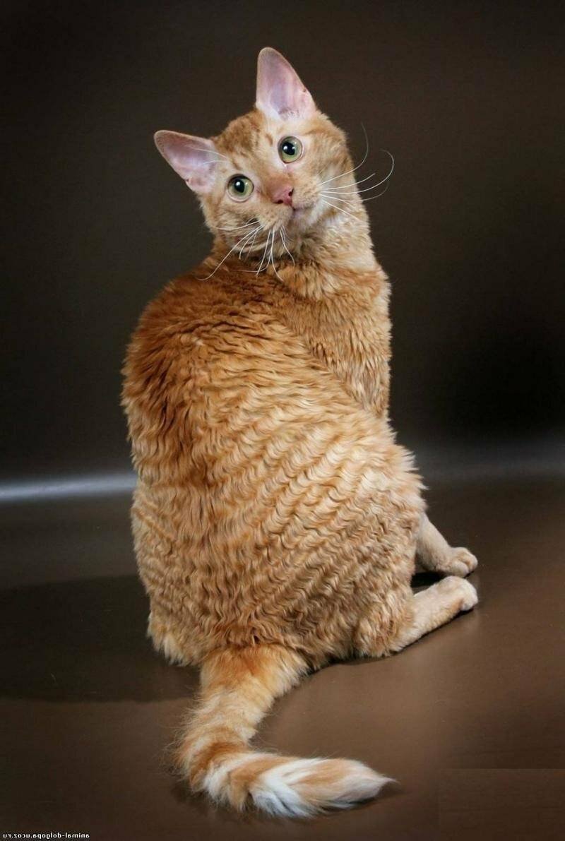 Уральский рекс котята