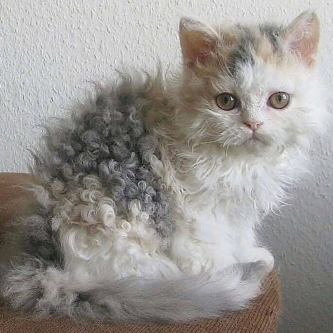 Селкирк рекс кудрявый